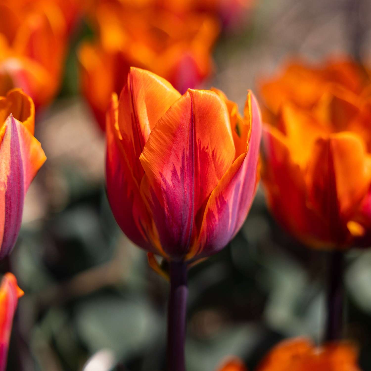 Tulipe 'Princess Irene'